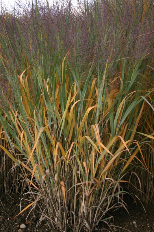 Panicum virgatum Dallas Blue 002.jpg